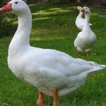 Goose Inc..