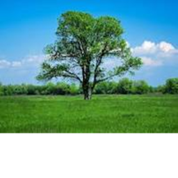 Tree World