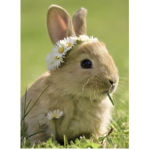 My lil tiny bunnies!
