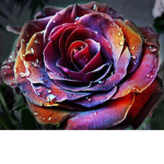 The Rose’s!