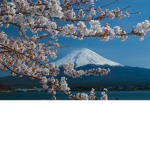 桜井組