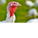 Turkey!!! yo