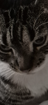 3VIL KITTYY