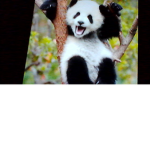 Pandas clothing!!!