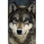 The wolves dangers