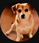 Jeth Pug OFFICIAL FAN GROUP