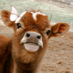 *-cows-* Group Thumbnail