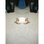 Tiny Tiny kitty kitty