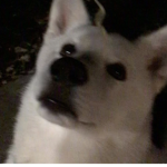 Max The White Husky