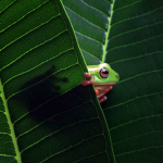 Frog friends :D