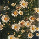 aesthetic angelś