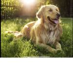 Animal cares for ever