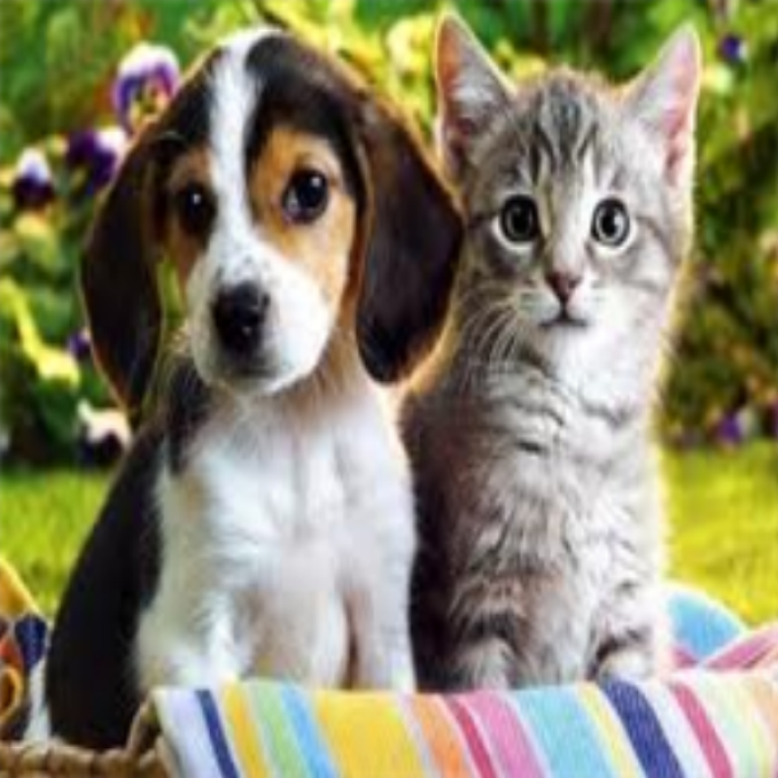 Cat And Dog! :D Roblox decal