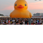 Duck gang U-U