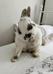 Miaou !