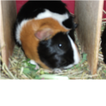 guinea pigs carer club