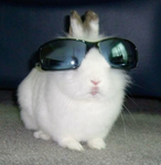 da bunni's
