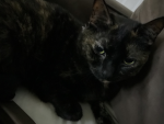 Neptune cat