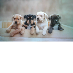 The Puppy group </3