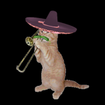 PRESIDENT CAT