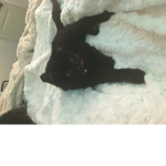 Xxcloudy_catsokxX