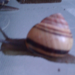 The Snailites