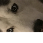 Mad Meg