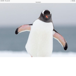 TEAM PENGUINS FOREVER!!!!!!!