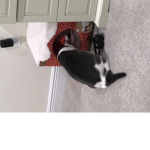 Sasha cat gamer