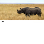 The black rhino's