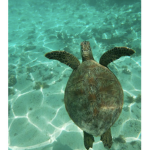 Cloudy turtle group