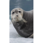 SEAIS UNITED