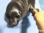 Sealstrap