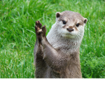The Otter Team OwO