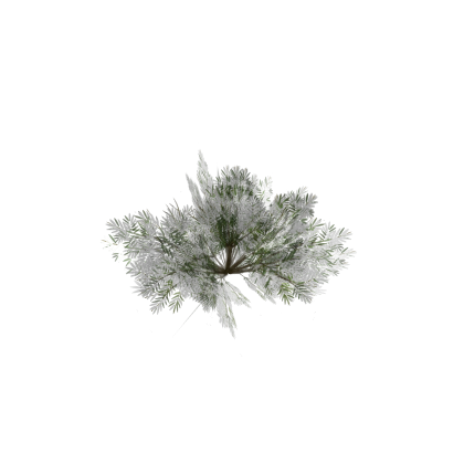 Snow Bush
