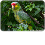 Loros de <3