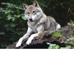 Groupe pour les loup