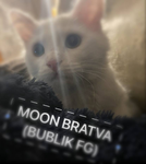 moon bratva