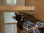 Dasher paws