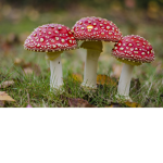 |:| Mushroom |:|