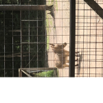 The Animal place for everyone