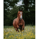 ~ Sage Stables ~