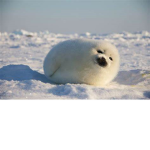 The Great Seals