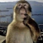 thinking monkey club