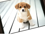 🐼 panda-cute_dog🐶