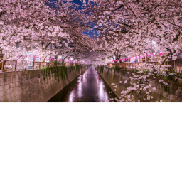Cherry Blossom HangOut