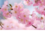 da flowers