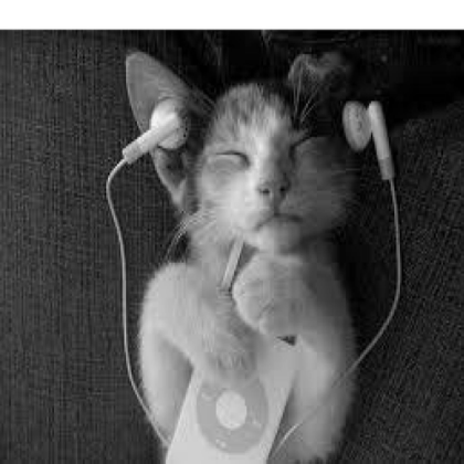 Kitten music Roblox decal
