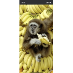 monke banana epic gang