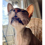 I dont Care cat